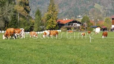 一群红白相间的奶牛在巴伐利亚阿尔卑斯山的草地上吃草，脖子上挂着铃铛