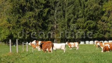 一群红白相间的奶牛在巴伐利亚阿尔卑斯山的草地上吃草，脖子上挂着铃铛