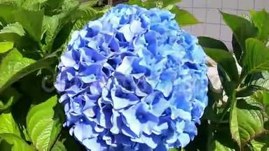 绣球花的蓝色和粉红色。 绣球花-花园中美丽的绣球花丛