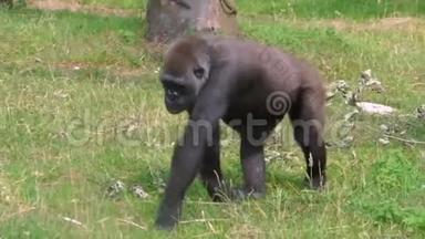 一只西部大猩猩在<strong>草地</strong>上<strong>行走</strong>的特写镜头，非洲流行的巨猿幽灵，濒危动物