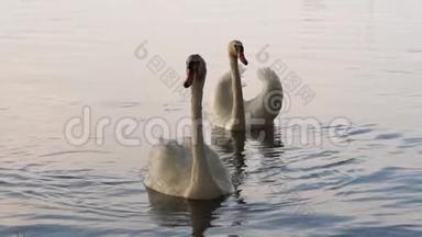 日落时分，两只美丽的白天鹅在湖上游泳