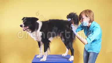 专业兽医医生检查一条狗的尾巴。 女人正在刷牙宠物。