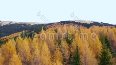 秋天的落叶松森林景色。 黄色和绿色的树。 高山峡谷，橙色落叶松森林