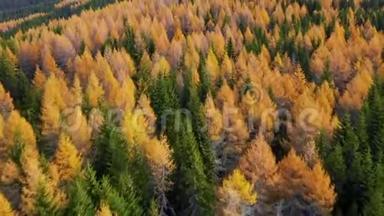 秋天的<strong>落叶松</strong>森林景色。 黄色和绿色的树。 高山峡谷，橙色<strong>落叶松</strong>森林