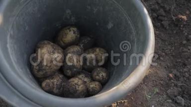 土豆掉进桶里。 <strong>一个人</strong>正在收割土豆。 种土豆。 <strong>一个人</strong>用铁锹挖土豆.