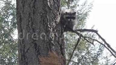 小毛浣熊栖息在松树上，从上面往下看