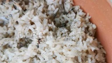 4蚂蚁从宠物碗里喂饭和喂饭