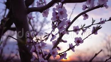 春天的花园，美丽温柔的粉红色花朵在树上，果实上，杏子特写在夕阳下的果园里