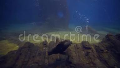 海洋生物，海豹在水下游泳，在大型水族馆玩耍