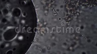 显微镜对细菌和细菌的聚焦