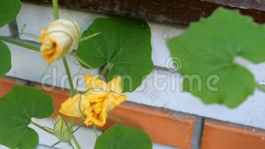 <strong>家庭园艺</strong>。 南瓜花在砖墙的背景下生长和开花。 在风中飘荡。