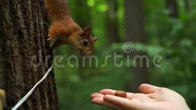 美丽的红松鼠在树上嗅着森林里女孩的手中的坚果