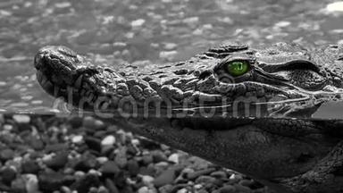<strong>鳄鱼</strong>在水下，头上有绿色的<strong>眼睛</strong>伸出水面。 <strong>鳄鱼</strong>等待它的受害者