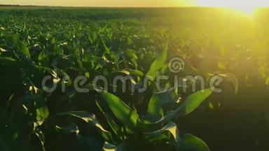 孙兴乡农村景观<strong>绿化</strong>玉米田间种植。 六月的农场。 农业