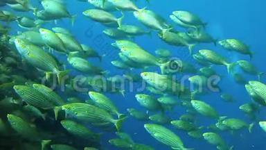 地中海生物-靠近镜头的黄带鱼群