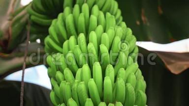 香蕉种植园。 有巨大绿叶的香蕉树。 一串绿色生长的香蕉.. 有机食品的概念