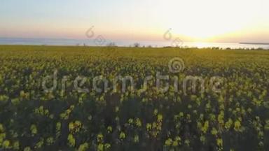农场，美丽的盛开的科尔扎<strong>草地</strong>黄色<strong>小花</strong>在日落，鸟瞰