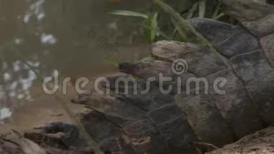 特写|Orinoco鳄鱼尾巴，哥伦比亚