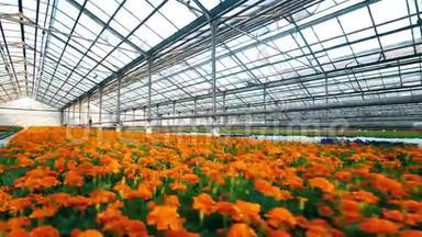 温室里明亮的橙色花朵的植物