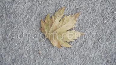 在一条古老的混凝土道路上特写枯黄的枫叶。 秋季主题，单干叶枫..
