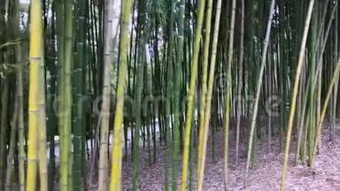 竹、竹叶、竹树林、竹秆