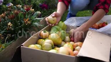 一个女农民在温室里收割。 农夫放了一盒蔬菜-番茄。 有机收获农业食品