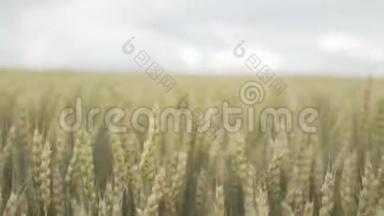 日落时的麦田。 录像。 一大堆<strong>麦子</strong>都结了。 收获和收获的概念.. 一片金黄的小麦