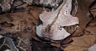 西非Gaboon毒蛇，bitisgabonica<strong>犀牛</strong>，成年头，慢动作