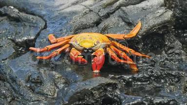 加拉帕戈斯群岛上的伊斯拉圣地亚哥上的萨莉莱福特螃蟹