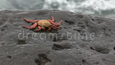 萨莉莱特福特螃蟹在加拉帕戈斯岛伊斯拉埃斯帕诺拉的岩石海岸