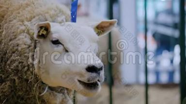 在动物展览会，贸易展览会上吃干草的泰瑟尔羊-
