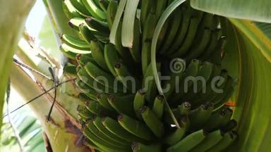 加那利群岛香蕉种植园盛开的香蕉特写。巨大的红色香蕉花。绿色香蕉生长在