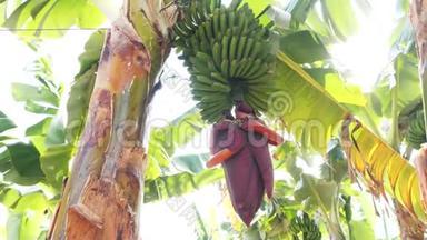 加那利群岛香蕉种植园开花的香蕉。 巨大的红色香蕉花。 生长在树上的绿色香蕉。