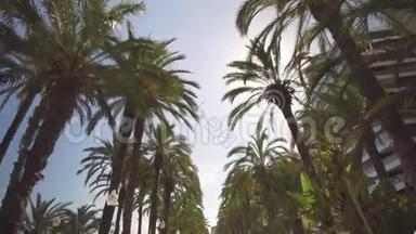 公园里的棕榈胡同。 漫步于公园内的棕榈树之间，景色从下到上..