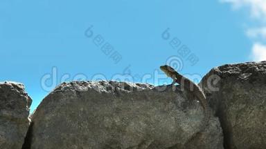 在马丘比丘的石壁上靠近一只蜥蜴