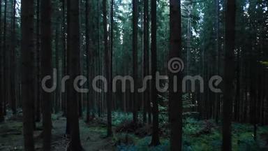 神秘的黑森林野生自然木材追踪