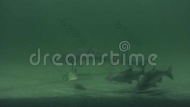 从美丽的湖中拍摄的欧洲大鲶鱼的水下镜头