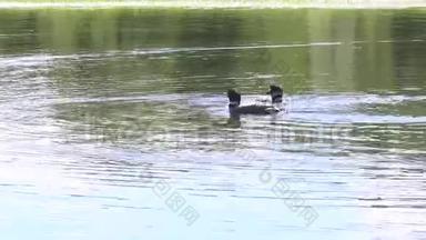 一个高清视频剪辑，跟随一家人一起在明尼苏达州诺斯伍德湖游泳
