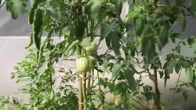全高清分辨率视频移动新鲜成熟番茄在藤蔓在温室。 <strong>生态农业</strong>园