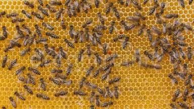 蜂舞。 蜜蜂<strong>传递信息</strong>。 蜜蜂的特殊动作，