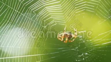 夏天，一只大蜘蛛在树上织网. 在绿树叶的背景上织网。 <strong>大人物</strong>