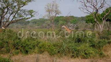 <strong>野地</strong>非洲长颈鹿在丛林的绿丛中