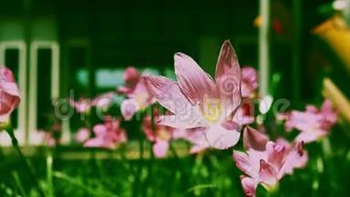 特写粉雨百合花在风中吹在绿色的背景上，泽菲林特米努塔。