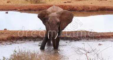 非洲象，非洲象，成人站在<strong>水洞</strong>，洗澡，肯尼亚的茨沃公园，实时