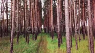 空中史诗般的无人机在松林中美丽的树干走廊一片松林中美丽的笔直树干的走廊上。