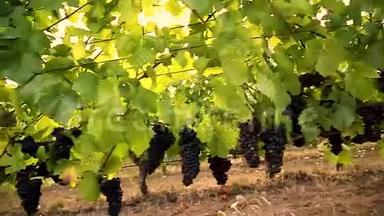 移动跟踪万向节拍摄的一排排葡萄酒葡萄藤与红葡萄酒葡萄生长在他们的阳光照耀