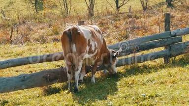 有趣的红白牛，脖子上有一个<strong>大</strong>金属<strong>铃铛</strong>，在自制的木栅栏附近吃草