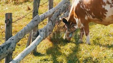 有趣的红白牛，脖子上有一个大金属<strong>铃铛</strong>，在自制的木栅栏附近吃<strong>草</strong>