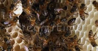 欧洲蜂蜜蜜蜂，蜜蜂，野雷蜜蜂，阿尔维鲁斯蜜蜂，女王细胞，诺曼底野生蜜蜂