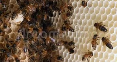 欧洲蜂蜜蜜蜂，蜜蜂，野雷蜜蜂，阿尔维鲁斯蜜蜂，女王细胞，诺曼底野生蜜蜂